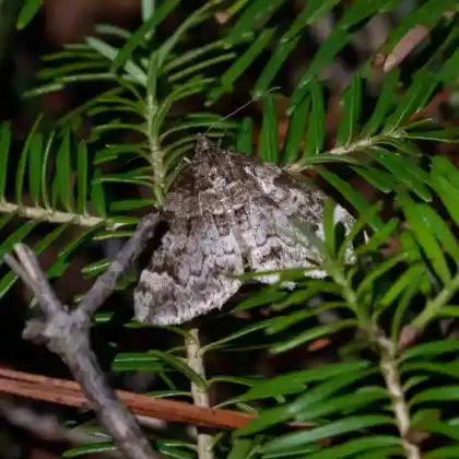 Foto von Buschhalden-Blattspanner (Chloroclysta citrata)