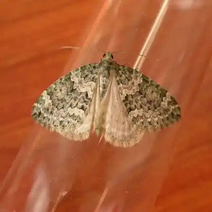 Foto von Bläulichgrüner Heidelbeer-Blattspanner (Chloroclysta miata)