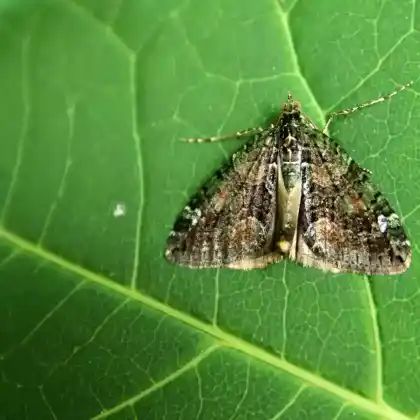 Foto von Olivgrüner Linden-Blattspanner (Chloroclysta siterata)