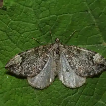 Foto von Winkelband-Blattspanner (Chloroclysta truncata)