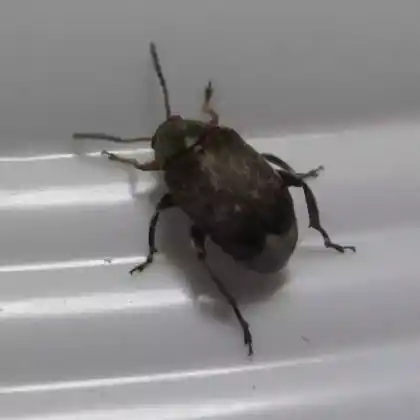 Foto von Speisebohnenkäfer (Acanthoscelides obtectus)