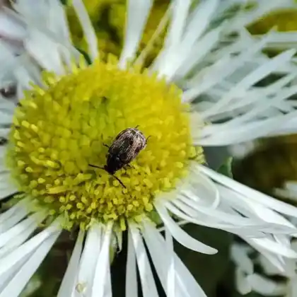 Foto von  (Acanthoscelides pallidipennis)