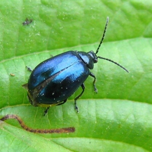 Blauer Erlenblattkäfer