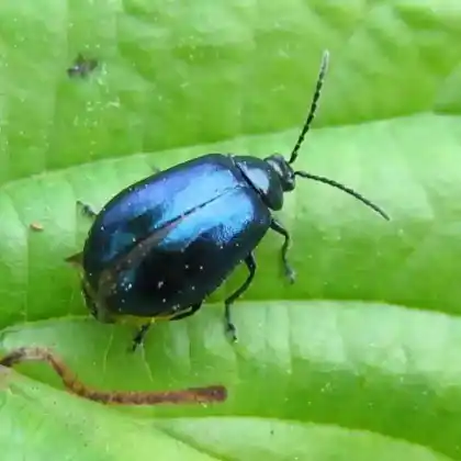 Foto von Blauer Erlenblattkäfer (Agelastica alni)
