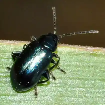 Foto von  (Altica aenescens)