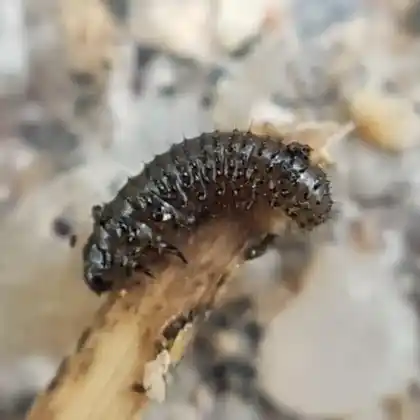 Foto von  (Altica ampelophaga)