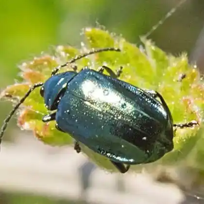 Foto von  (Altica brevicollis)