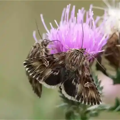 Foto von Trockenrasen-Johanniskrauteule (Actinotia radiosa)