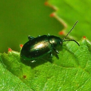 Unechter Kohlerdfloh