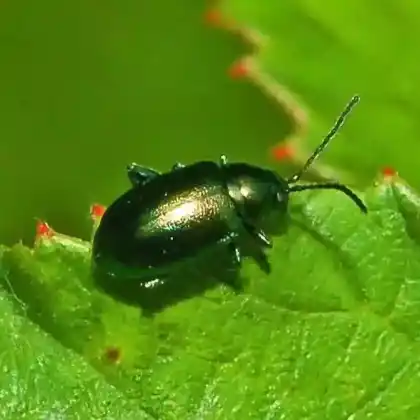 Foto von Unechter Kohlerdfloh (Altica oleracea)