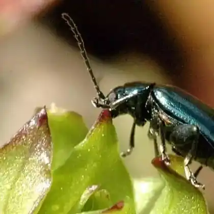 Foto von  (Altica palustris)