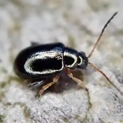 Foto von  (Aphthona euphorbiae)