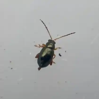 Foto von  (Aphthona herbigrada)
