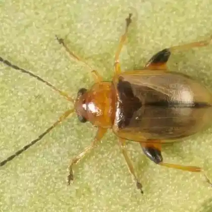 Foto von  (Aphthona lutescens)