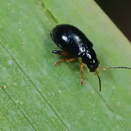 Foto von  (Aphthona nonstriata)