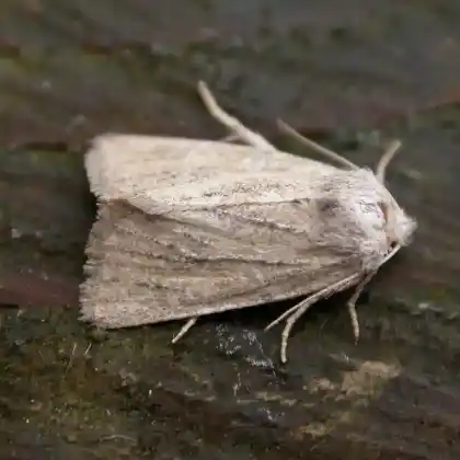 Foto von Sandrohreulchen (Chortodes fluxa)