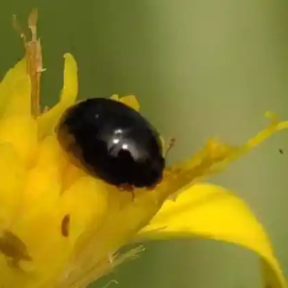 Foto von  (Apteropeda orbiculata)