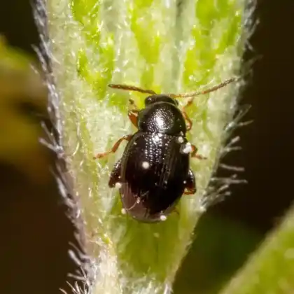 Foto von Himbeerflohkäfer (Batophila rubi)