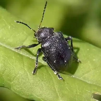 Foto von Reben-Fallkäfer (Bromius obscurus)