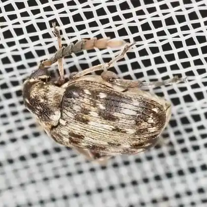 Foto von  (Bruchidius dispar)