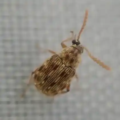 Foto von  (Bruchidius imbricornis)