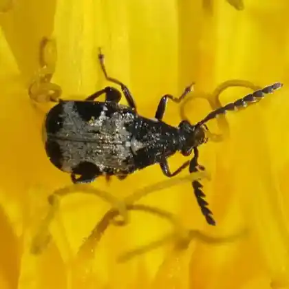Foto von Bärenschoten-Samenkäfer (Bruchidius marginalis)