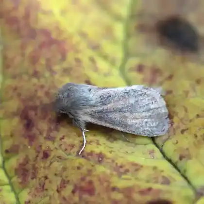 Foto von Seggensumpf-Halmeule (Chortodes pygmina)