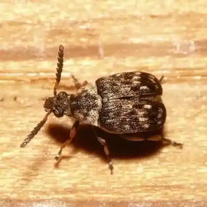 Foto von  (Bruchidius varius)