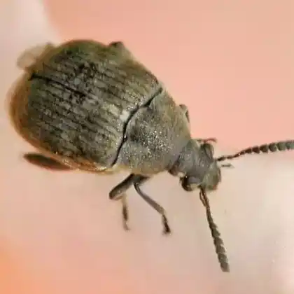 Foto von Ginster-Samenkäfer (Bruchidius villosus)