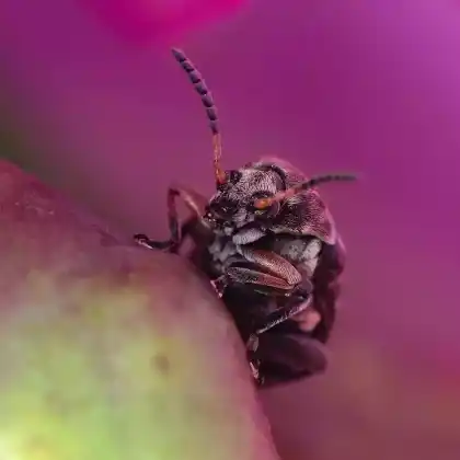 Foto von Knollenplatterbsen-Samenkäfer (Bruchus affinis)