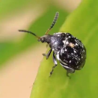 Foto von  (Bruchus atomarius)