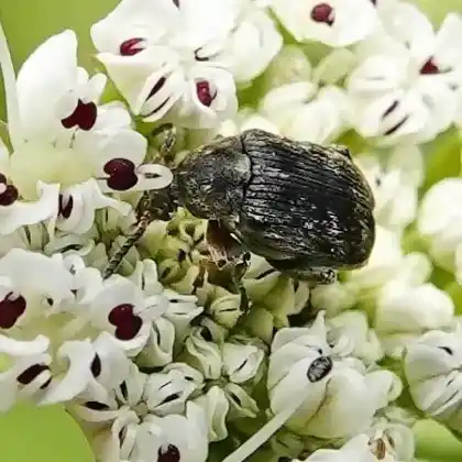 Foto von  (Bruchus brachialis)