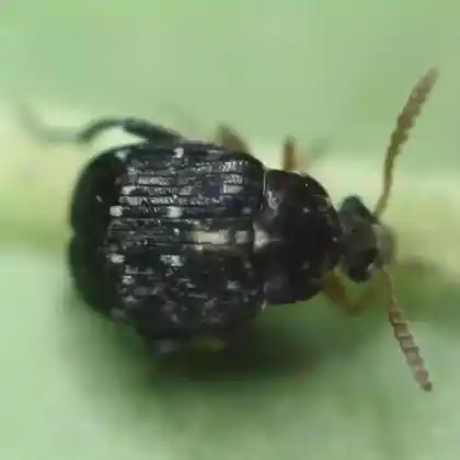 Foto von  (Bruchus luteicornis)