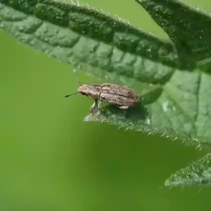 Foto von Gemeiner Erbsenkäfer (Bruchus pisorum)