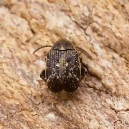 Foto von Sauerbohnenkäfer (Bruchus rufimanus)