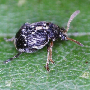 Rotbeiniger Samenkäfer