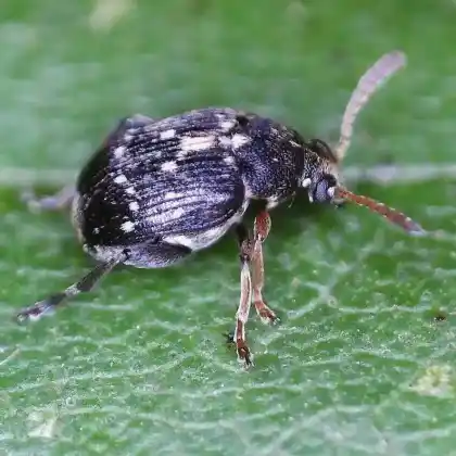 Foto von Rotbeiniger Samenkäfer (Bruchus rufipes)