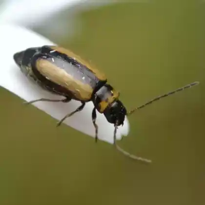 Foto von  (Calomicrus circumfusus)