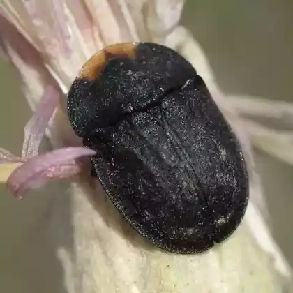 Foto von  (Cassida atrata)
