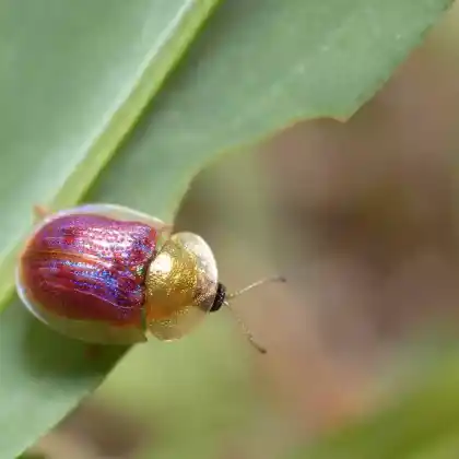 Foto von  (Cassida azurea)