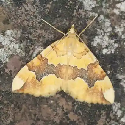 Foto von Rosenspanner (Cidaria fulvata)