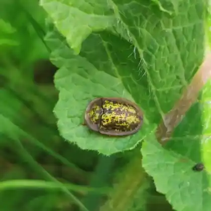 Foto von  (Cassida canaliculata)