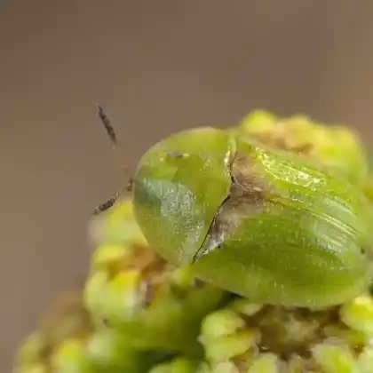 Foto von  (Cassida denticollis)