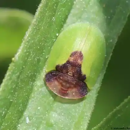 Foto von  (Cassida ferruginea)
