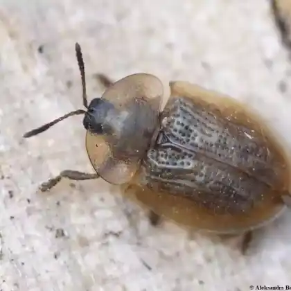 Foto von  (Cassida flaveola)