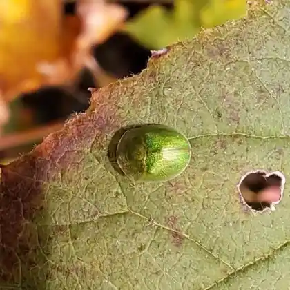 Foto von  (Cassida hemisphaerica)