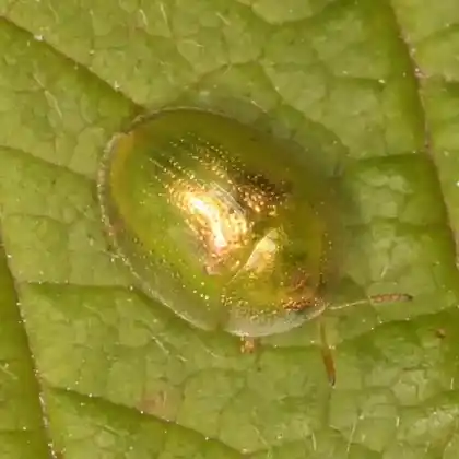 Foto von  (Cassida margaritacea)