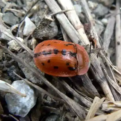 Foto von  (Cassida murraea)