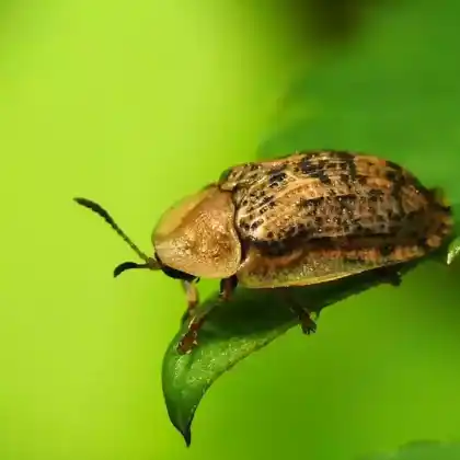 Foto von Nebelschildkäfer (Cassida nebulosa)