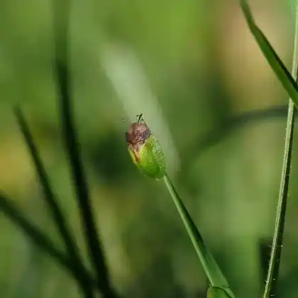 Foto von  (Cassida panzeri)